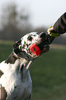 playing Great Dane