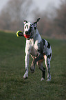 playing Great Dane