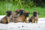 Great Dane Puppies