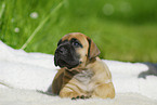 Great Dane Puppy