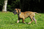 Great Dane Puppy