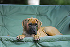 Great Dane Puppy