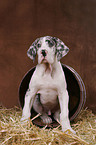 sitting Great Dane Puppy