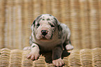 Great Dane Puppy