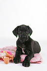 Great Dane Puppy