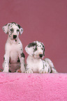 Great Dane Puppies