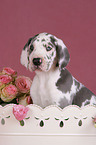 Great Dane Puppies