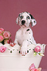 Great Dane Puppies