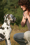 sitting Great Dane