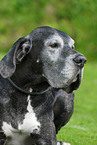 Great Dane portrait