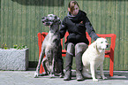 woman and dogs