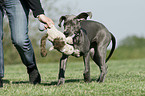 playing Great Dane Puppy