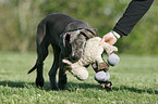 playing Great Dane Puppy