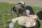 Great Dane Puppy