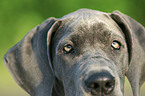 Great Dane Puppy