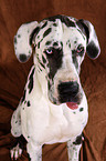 Great Dane Portrait