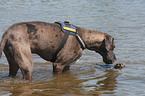 bathing dogs