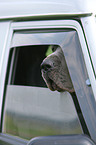 Great Dane in car