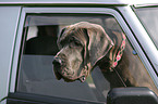 Great Dane in car