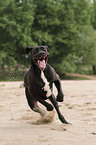 running Great Dane