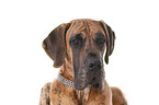 Great Dane Portrait