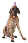 sitting great dane