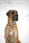 Great Dane Portrait