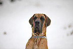 Great Dane Portrait