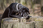 nosy Great Dane