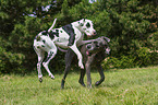 2 Great Danes