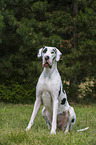 sitting Great Dane