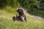 Great Dane puppy