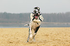 running Great Dane