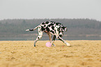 playing Great Dane