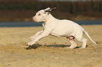 Great Dane puppy