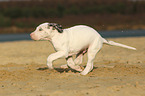 Great Dane puppy