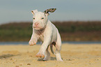 Great Dane puppy