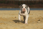 Great Dane puppy