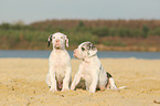 2 Great Dane puppies