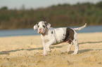 Great Dane puppy