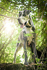 standing Great Dane