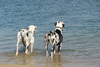 bathing Great Danes