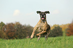 old Great Dane