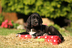 Great Dane Puppy