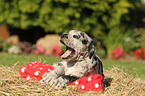 Great Dane Puppy