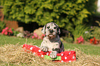 Great Dane Puppy