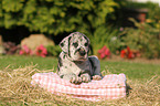 Great Dane Puppy