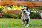 Great Dane Puppy