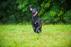 running Great Dane