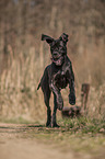 running Great Dane